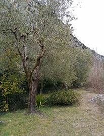 Terreno con 30 piante di Olivi