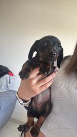 Bassotto kaninchen femmina