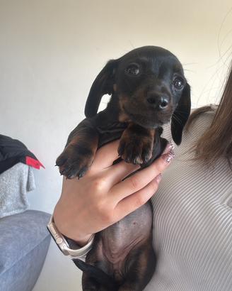 Bassotto kaninchen femmina