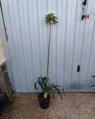 pianta agapanthus