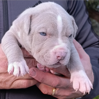 Pitbull