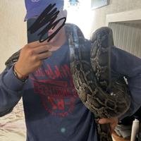 Pitone moluro piu di 3 metri con teca