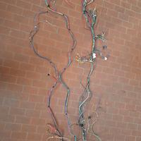 cablaggio fiat  500 r