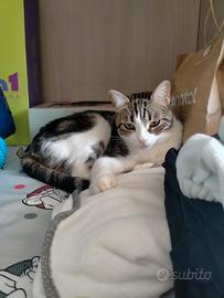 Gatto razza europea