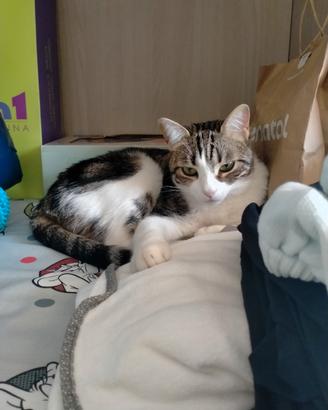 Gatto razza europea