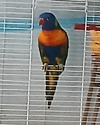 Lori arcobaleno