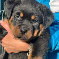 Cuccioli Rottweiler