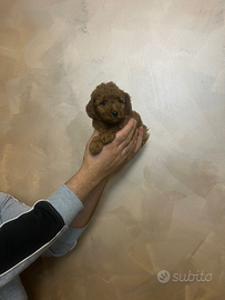 Barboncino mini mini mini toy