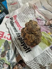 cane da tartufo femmina wendi riccio pi bordecolli