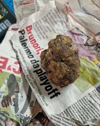 cane da tartufo femmina wendi riccio pi bordecolli