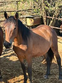 Puledra Cavalla