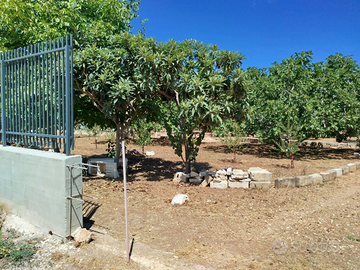 2 lotti agricoli vicino stazione centrale Bitonto
