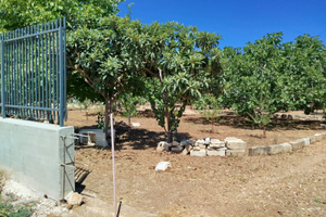 2 lotti agricoli vicino stazione centrale Bitonto