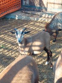 Agnello incrocio muflone
