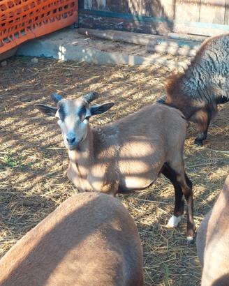 Agnello incrocio muflone