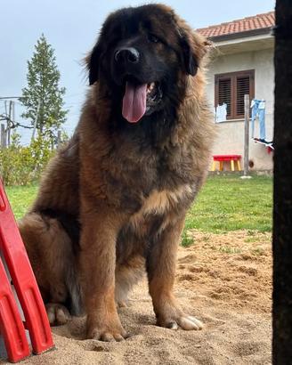 Cuccioli di pastore del Caucaso