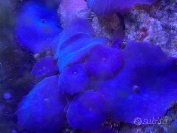Discosoma blu corallo facile gestione