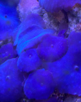 Discosoma blu corallo facile gestione
