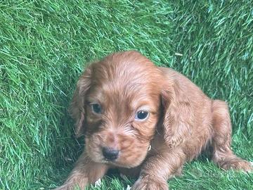 Cocker