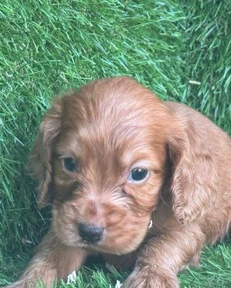 Cocker