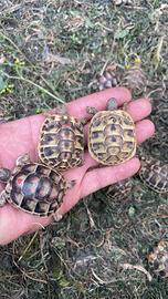 Tartarughe di terra