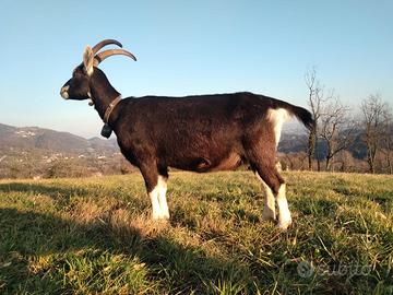 Capra