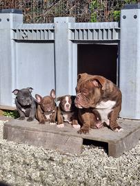 Cuccioli american bully