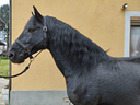 cavallo-pura-razza-minorchina