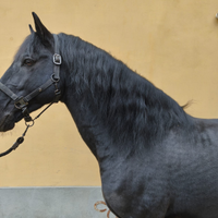 Cavallo pura razza minorchina