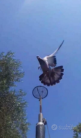 Piccioni addestrati cimbelli e volantini