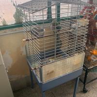 Pappagallo lord Derbiana