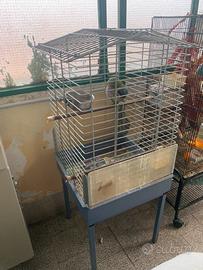 Pappagallo lord Derbiana