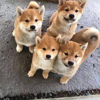 Shiba inu