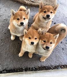Shiba inu