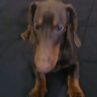 Bassotto