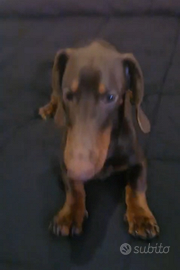 Bassotto