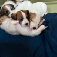 Cuccioli di Jack Russell pelo lungo