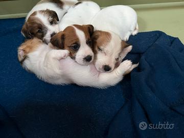 Cuccioli di Jack Russell pelo lungo