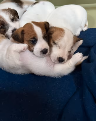 Cuccioli di Jack Russell pelo lungo