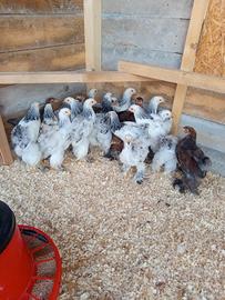 Galline Brahma