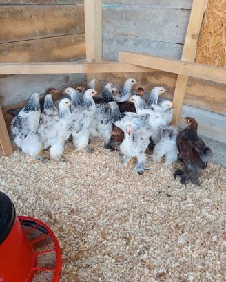 Galline Brahma