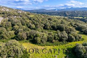 Arzachena | Località Macciunitta | 17,8 ettari co