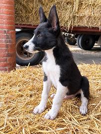 Cucciolo di border collie