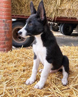 Cucciolo di border collie