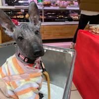 Cuccioli di xoloitzcuintle