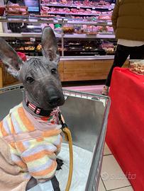 Cuccioli di xoloitzcuintle
