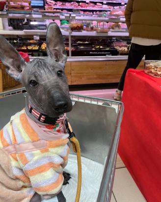 Cuccioli di xoloitzcuintle