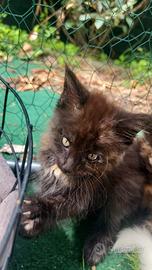 Cuccioli Maine Coon