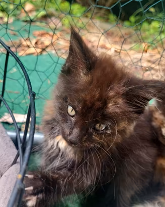 Cuccioli Maine Coon