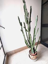 Cactus - Pianta grassa